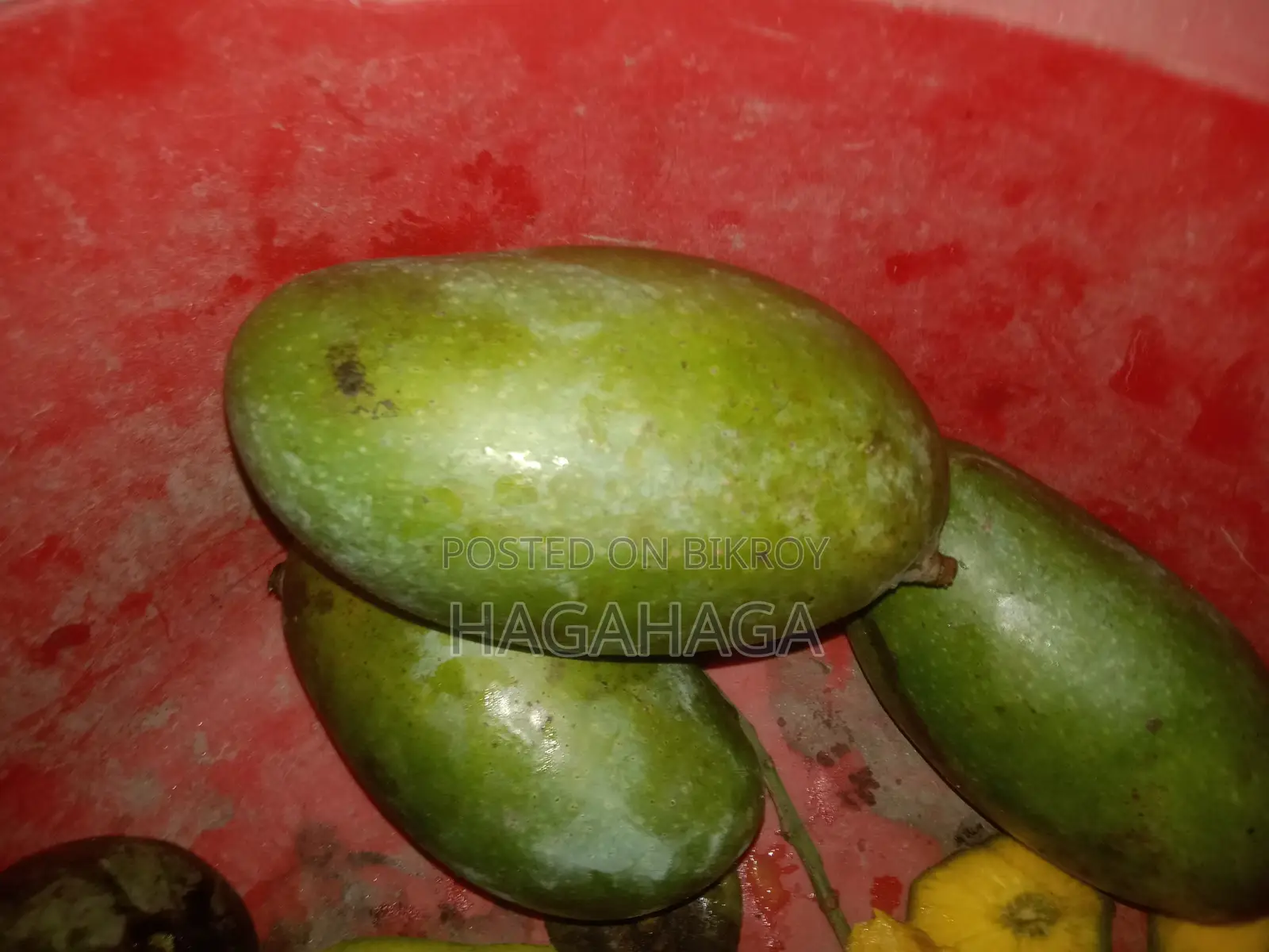 নাক ফেলি হিম সাগর