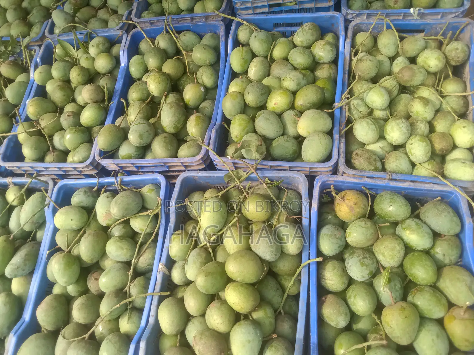 নাক ফেলি হিম সাগর