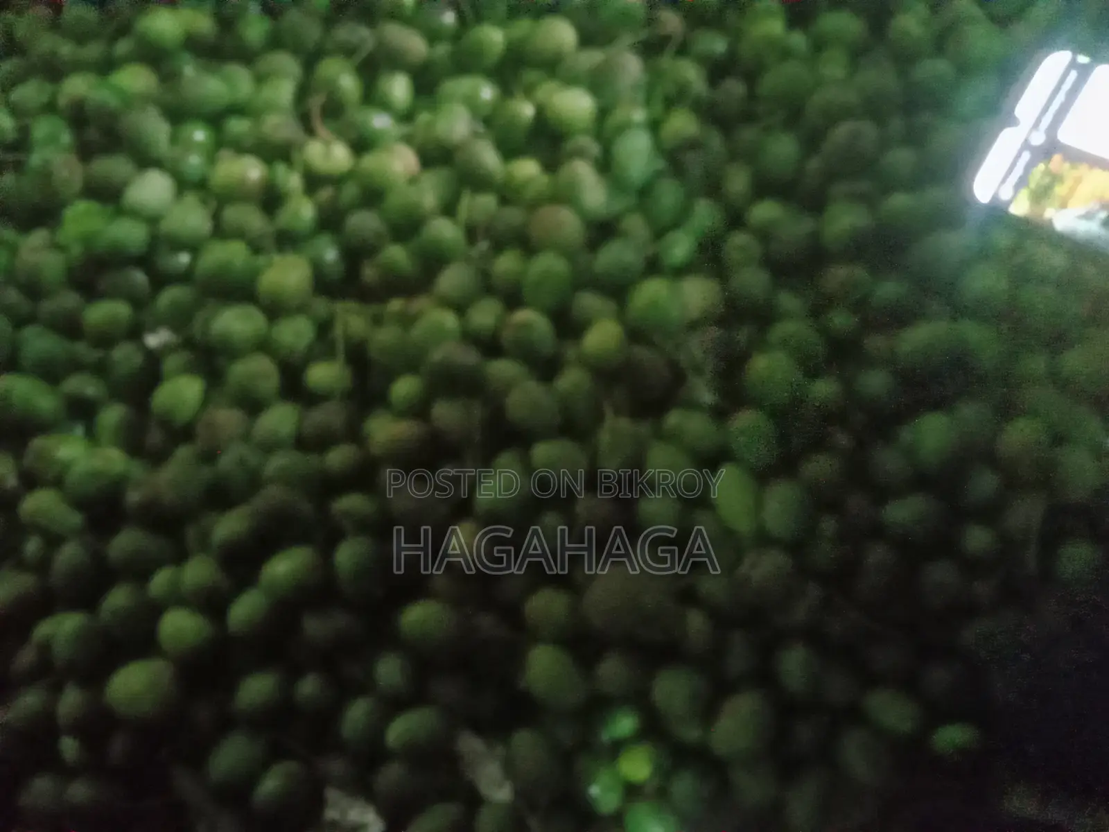 নাক ফেলি হিম সাগর