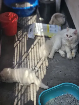 1+ year Male Purebred Persian
