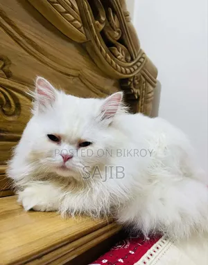 1+ Year Male Purebred Persian Cat