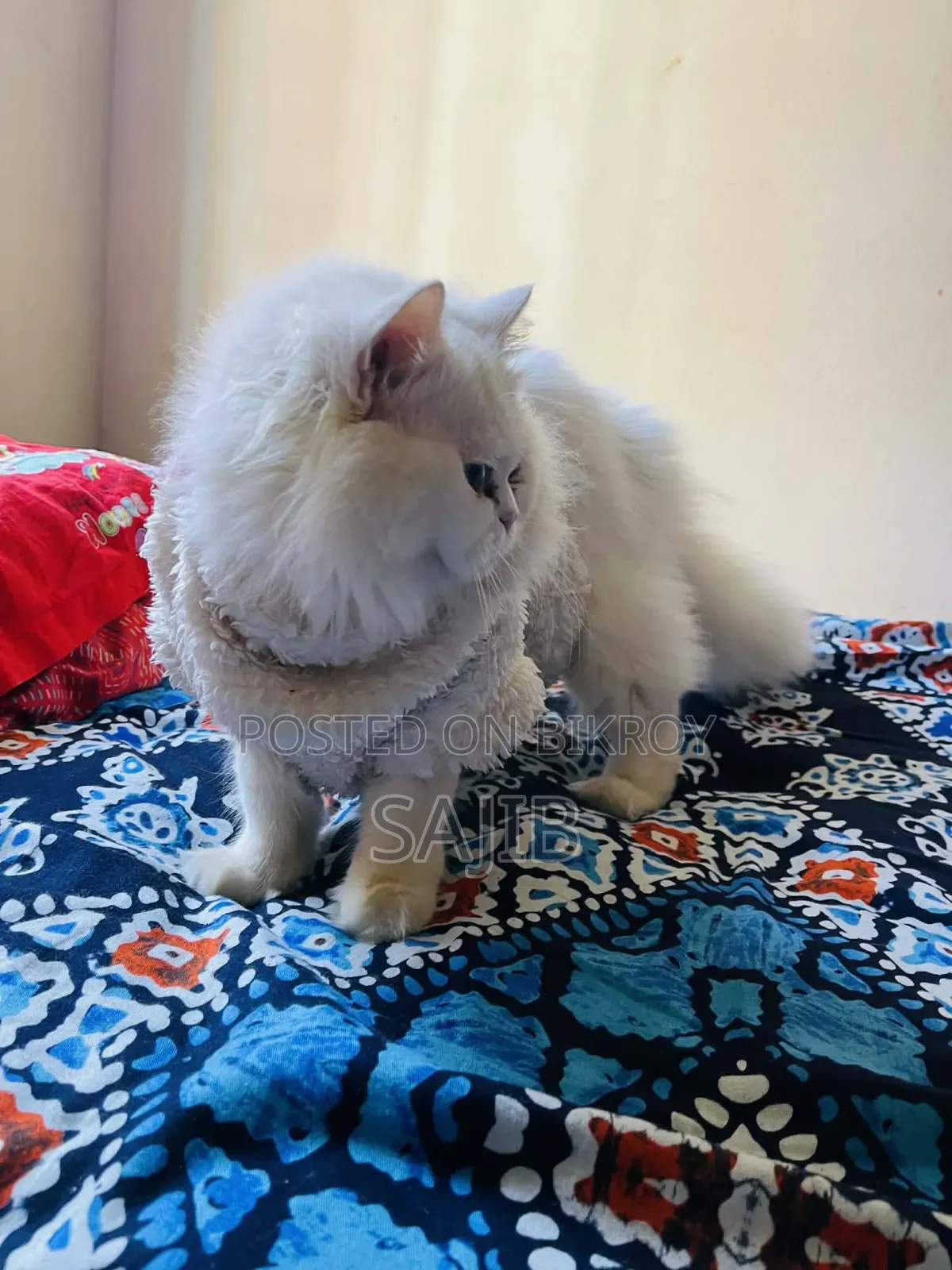 1+ Year Male Purebred Persian Cat