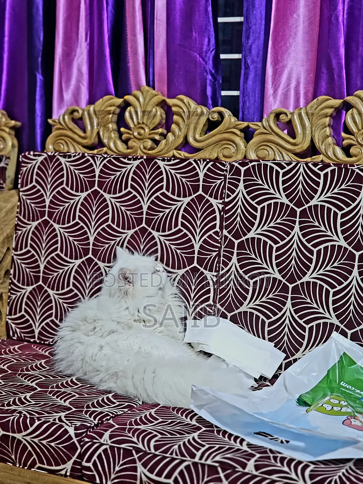1+ Year Male Purebred Persian Cat