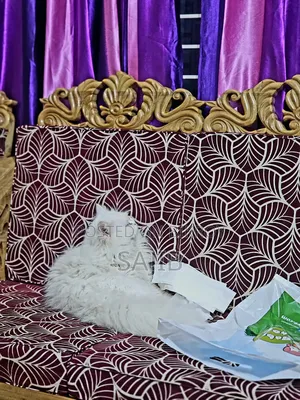 1+ Year Male Purebred Persian Cat