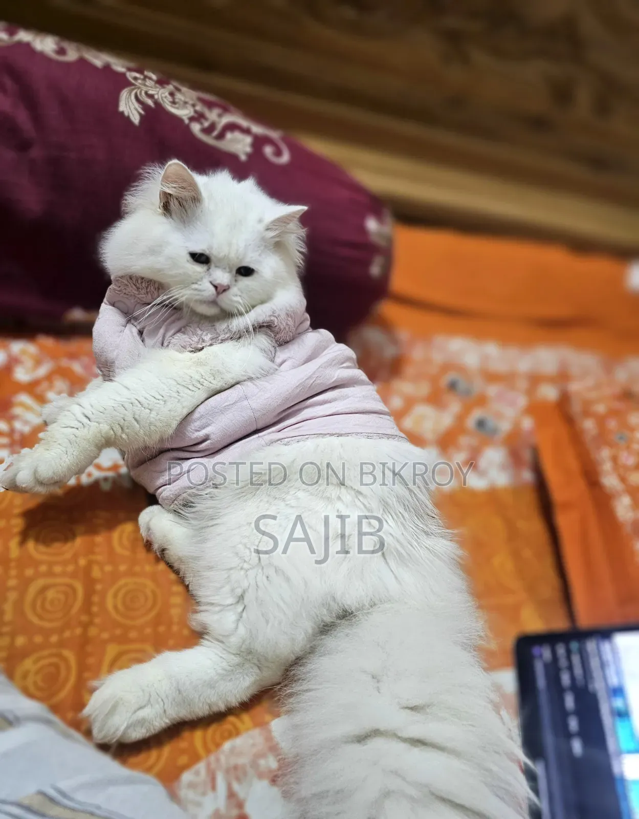 1+ Year Male Purebred Persian Cat