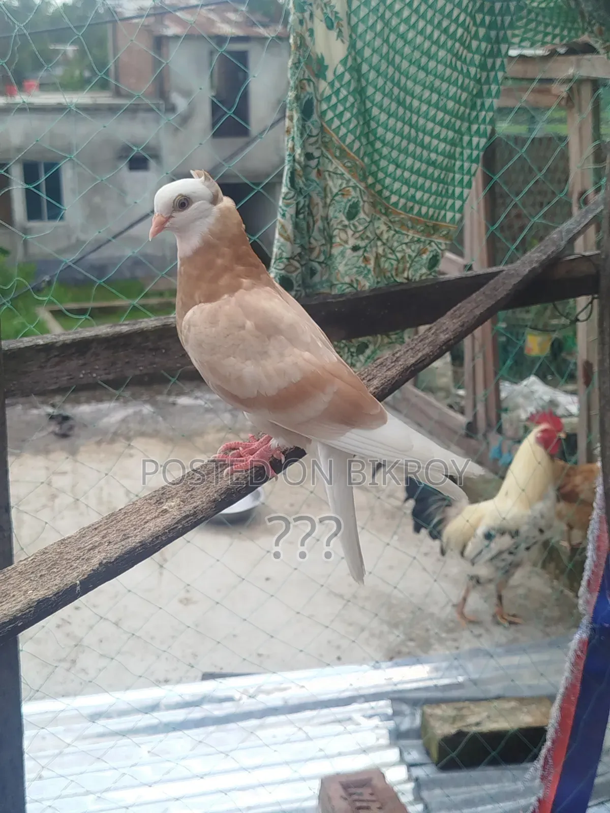 একটি হলুদ গররা কবুতর।