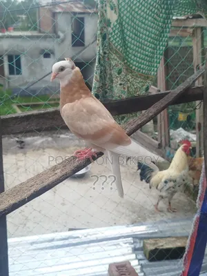 একটি হলুদ গররা কবুতর।
