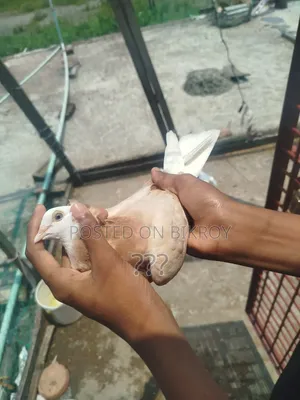 একটি হলুদ গররা কবুতর।