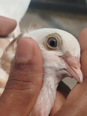 একটি হলুদ গররা কবুতর।
