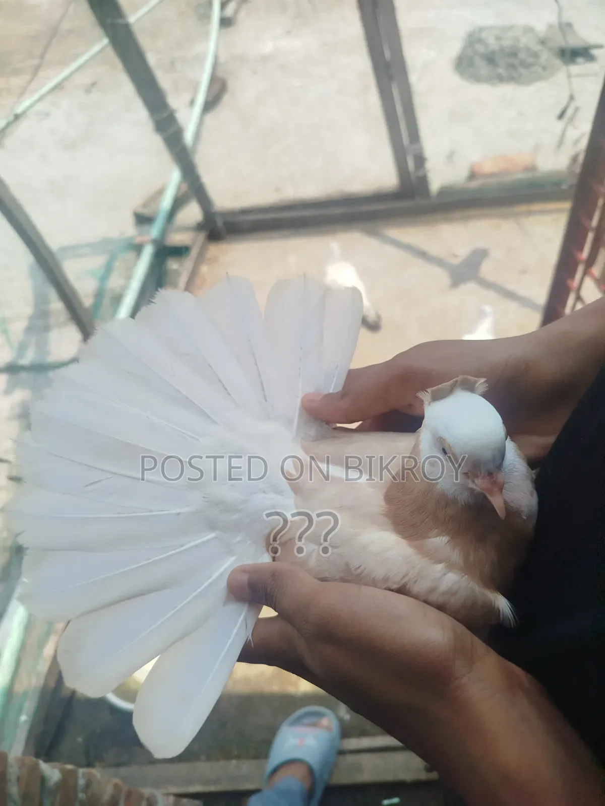 একটি হলুদ গররা কবুতর।