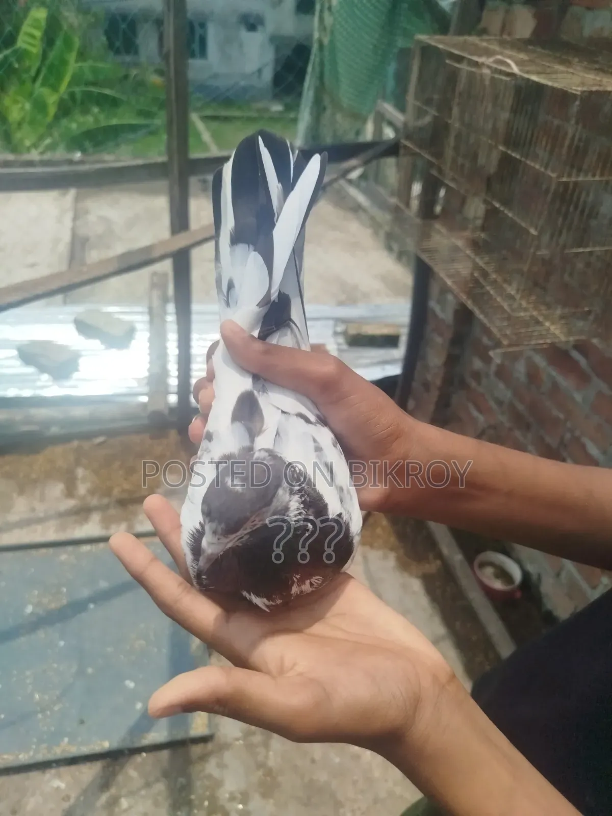 একটি কামাগার মাদি
