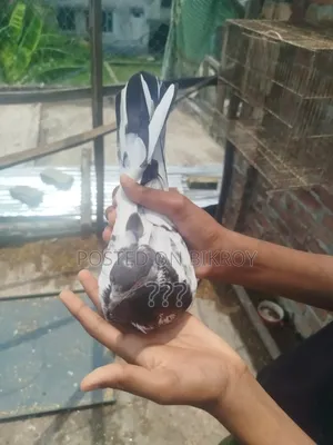 একটি কামাগার মাদি