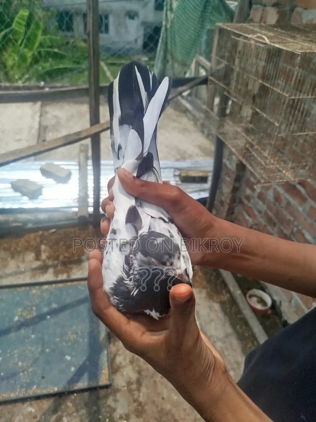 একটি কামাগার মাদি