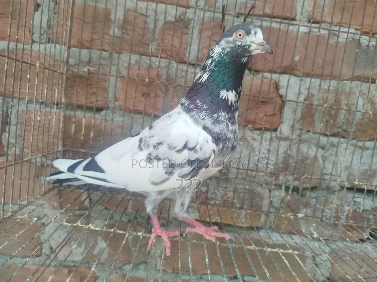 একটি কামাগার মাদি