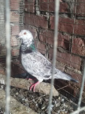 Racer Male Pigeon