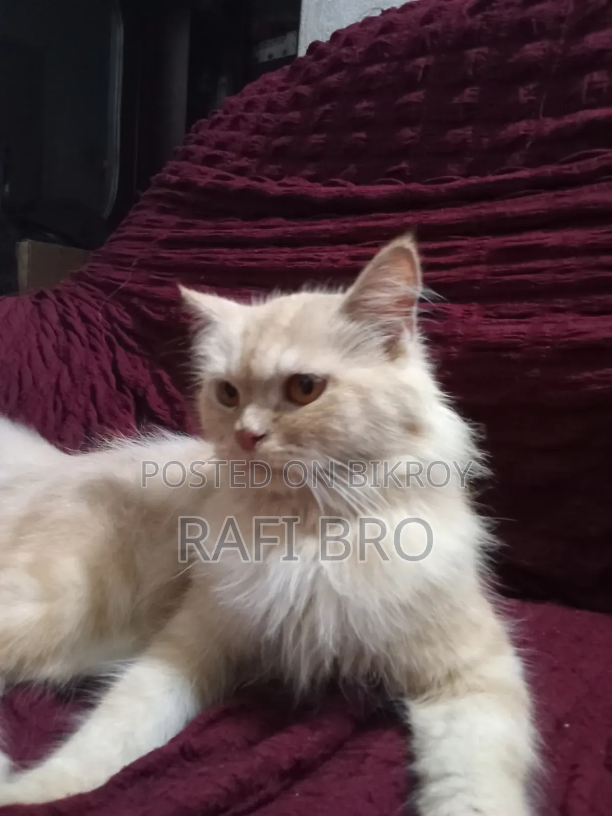 6-12 Months Female Purebred Persian