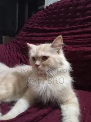 6-12 months Female Purebred Persian