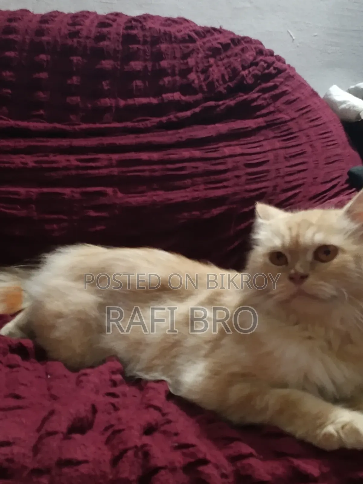 6-12 Months Female Purebred Persian