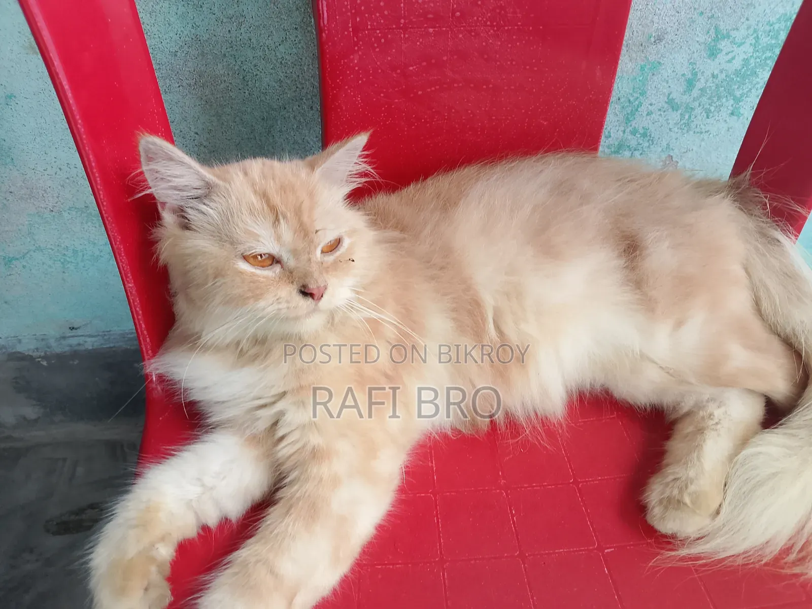 6-12 Months Female Purebred Persian