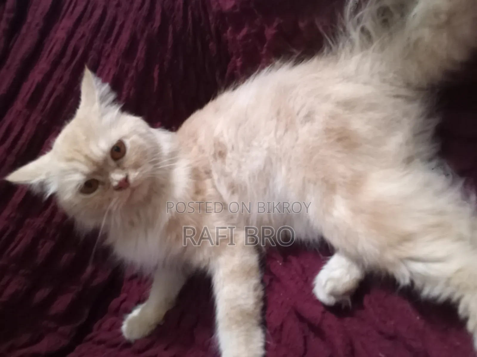 6-12 Months Female Purebred Persian