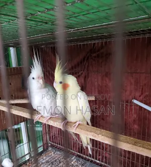 Cockatiel Pair