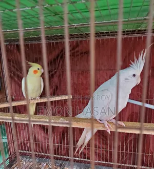 Cockatiel Pair