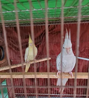 Cockatiel Pair