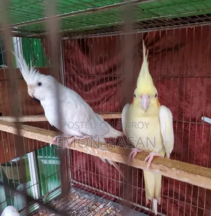 Cockatiel Pair
