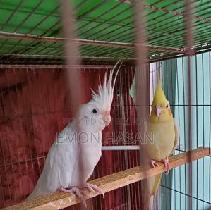 Cockatiel Pair