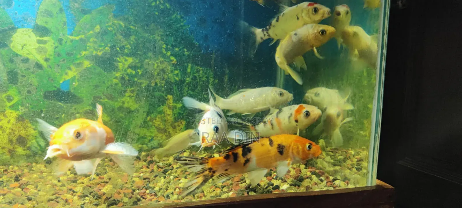 Koi Carp Fish