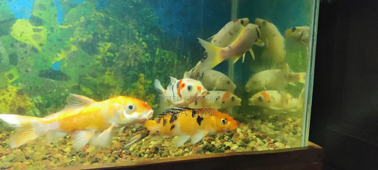 Koi Carp Fish