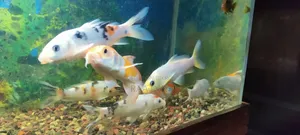 Koi Carp Fish