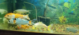 Koi Carp Fish
