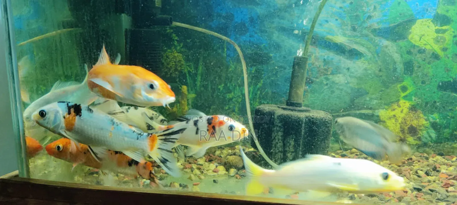 Koi Carp Fish