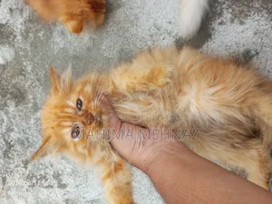 1-3 months Female Purebred Persian