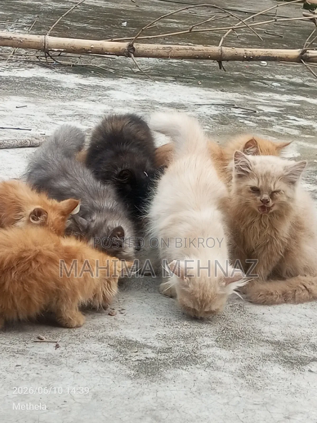 1-3 months Female Purebred Persian