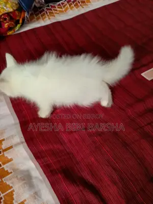 1-3 Months Female Mixed Breed Persian