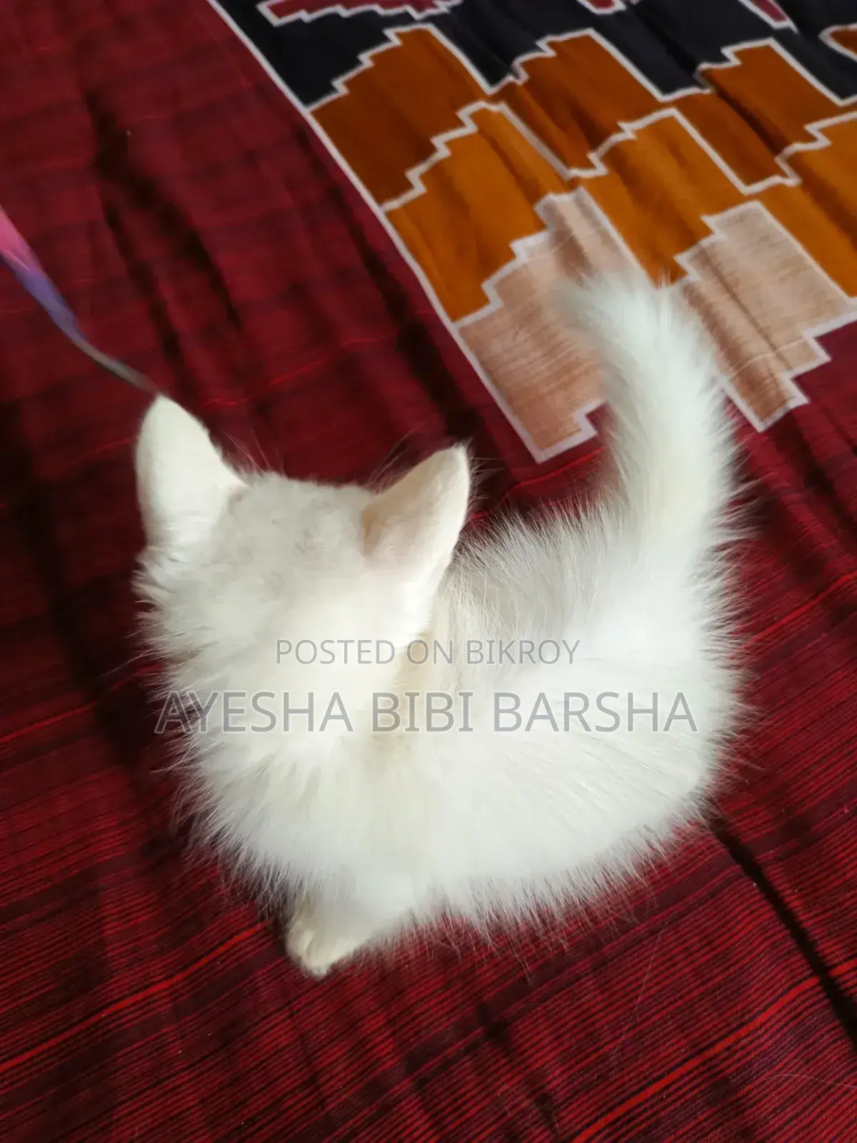 ১-৩ মাস বয়সী ফিমেল মিক্সড ব্রিড পার্সিয়ান