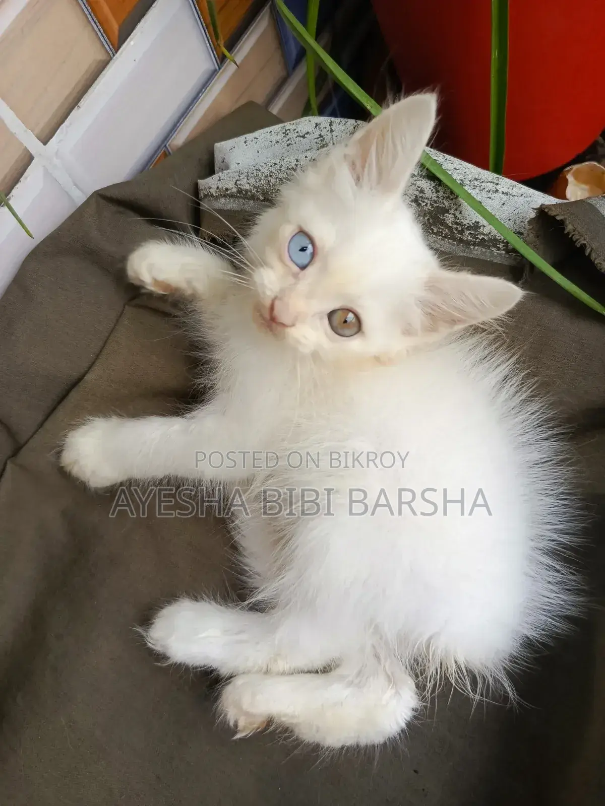 ১-৩ মাস বয়সী ফিমেল মিক্সড ব্রিড পার্সিয়ান