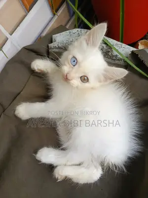১-৩ মাস বয়সী ফিমেল মিক্সড ব্রিড পার্সিয়ান
