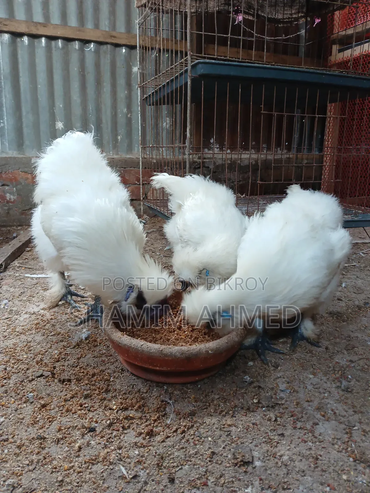 Running European Silkie Rooster and Hen