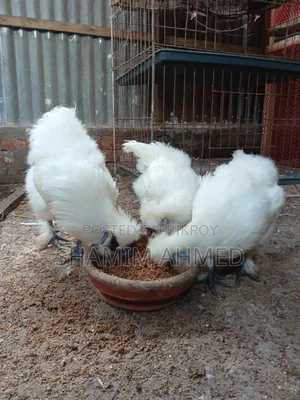 Running European Silkie Rooster and Hen