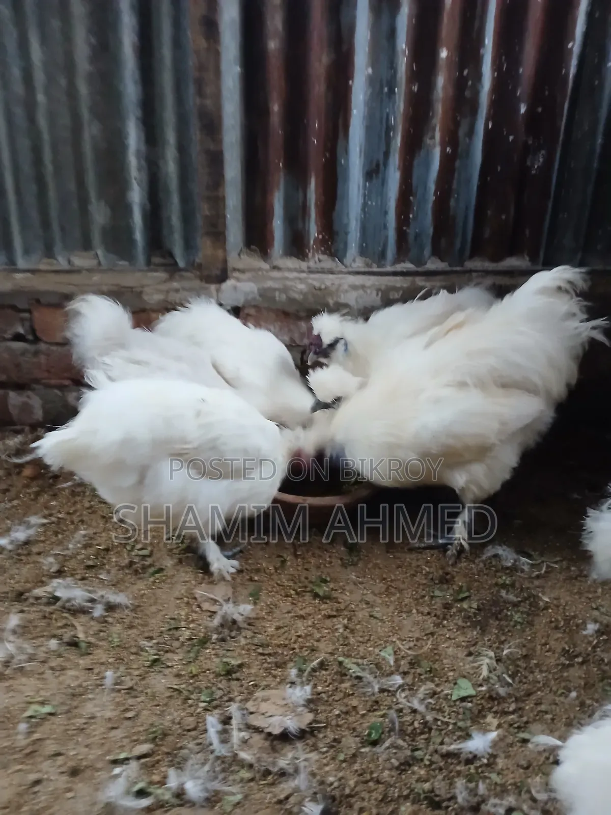 Running European Silkie Rooster and Hen