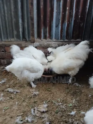 Running European Silkie Rooster and Hen