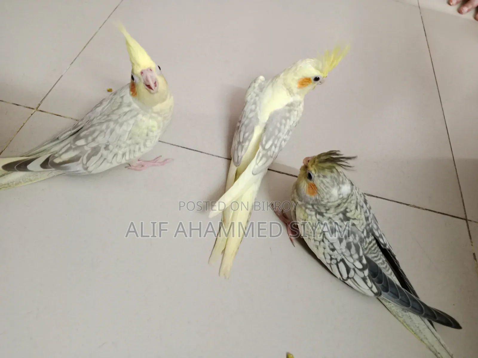 3 Pic টেম Size কোকাটেল বেবি