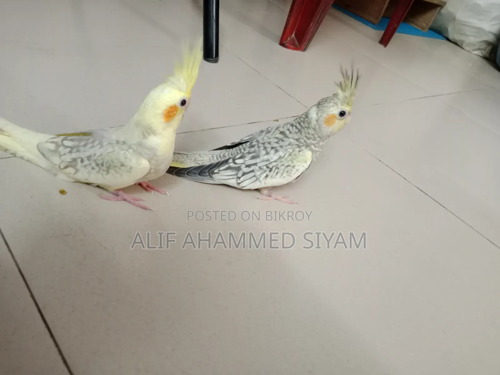 3 Pic টেম Size কোকাটেল বেবি