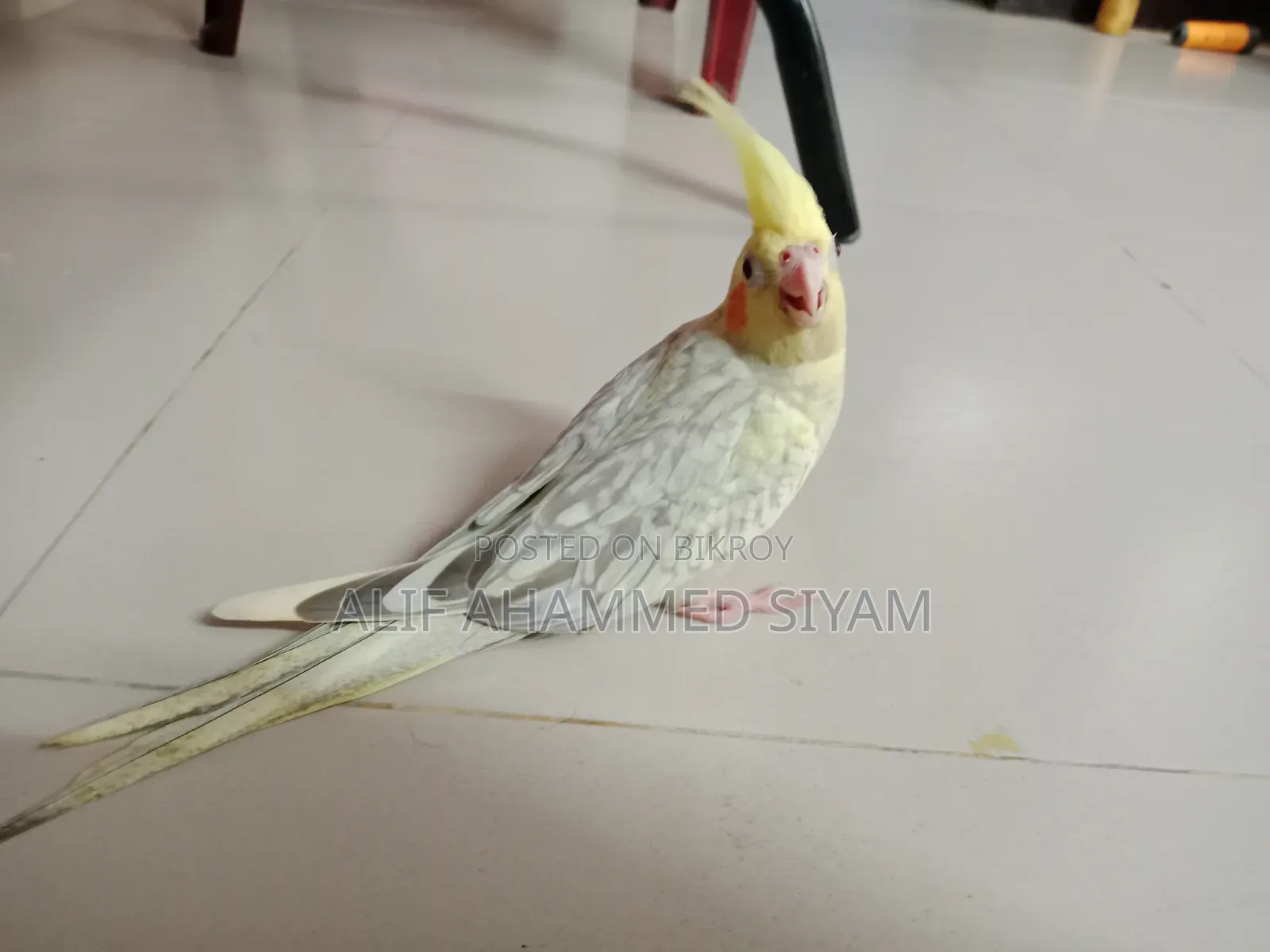 3 Pic টেম Size কোকাটেল বেবি