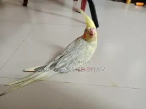 3 Pic টেম Size কোকাটেল বেবি