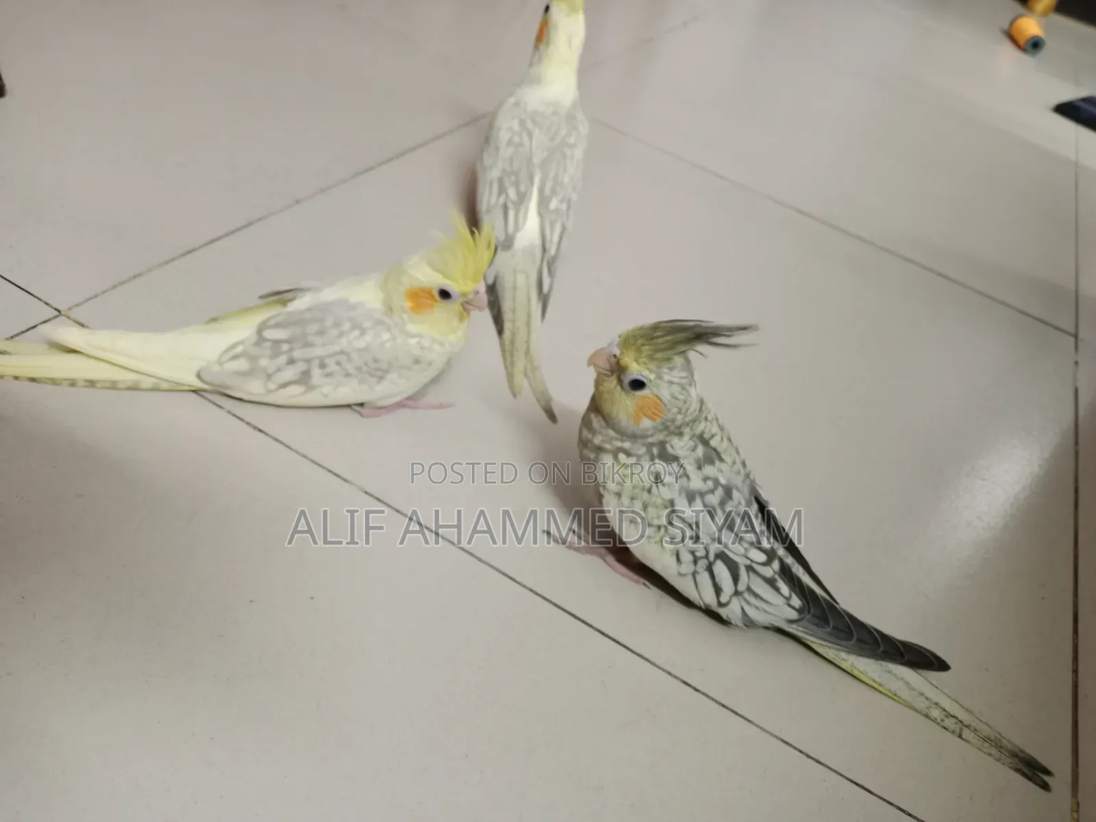 3 Pic টেম Size কোকাটেল বেবি