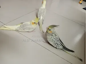 3 Pic টেম Size কোকাটেল বেবি